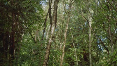 Film Screenshot